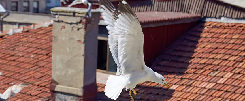 Residential Chimney Animal Removal Solution in Willimantic, CT