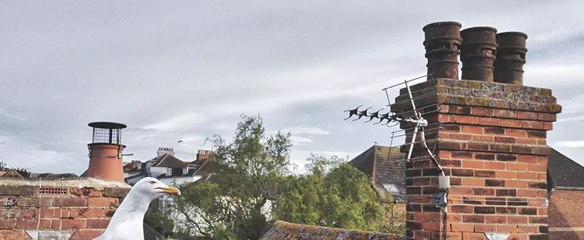 Chimney Cleaning And Restoration in Willimantic, Connecticut
